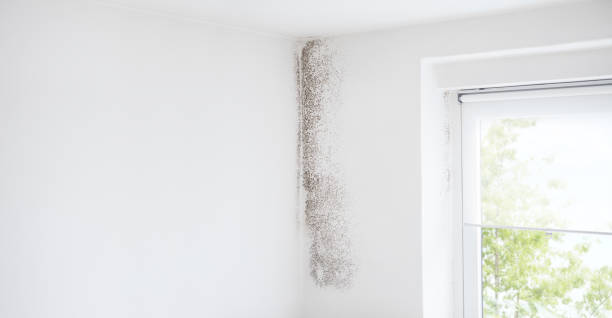 Mold Odor Removal Services in Celina, TX